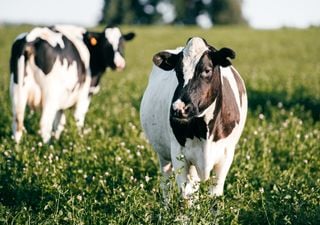 Faut-il manger moins de viande pour sauver la planète ?