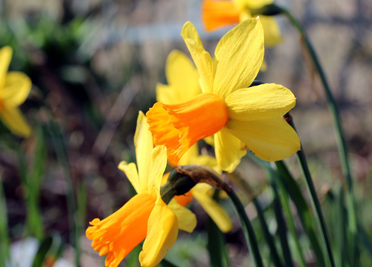 L'arrivée précoce des jonquilles, annonciatrices de l'arrivée du printemps, n'est pas forcément une bonne nouvelle.