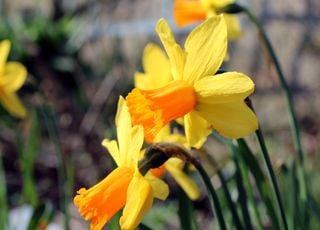 &laquo; Faux printemps &raquo; en France : les temp&eacute;ratures tr&egrave;s douces de f&eacute;vrier perturbent-elles la nature ?