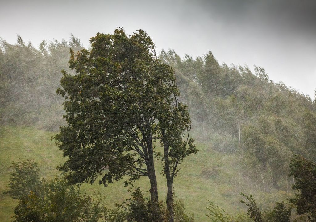Viento fuerte; árboles; lluvia; temporal