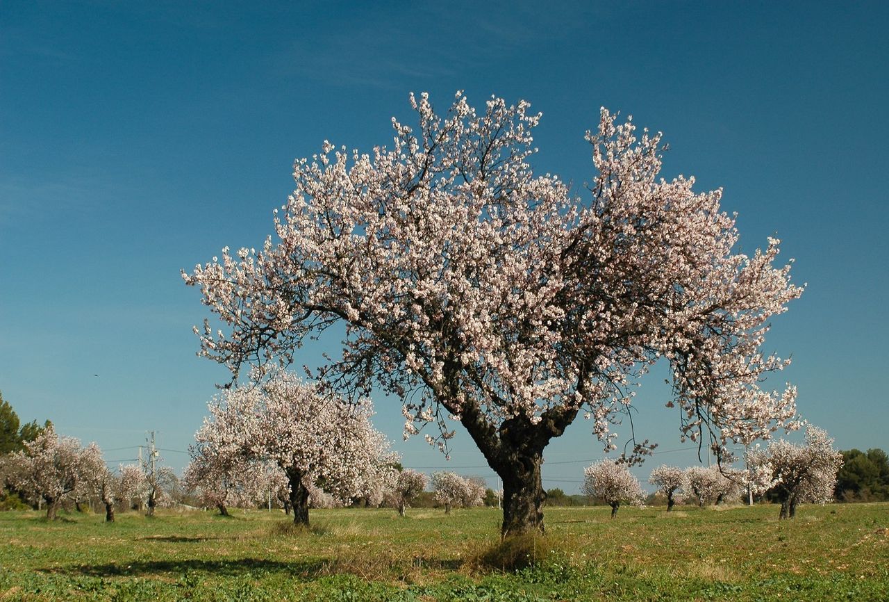Mandorli in fiore. Tipicamente queste fioriture si possono ammirare in Italia a febbraio.