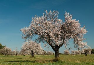 Febbraio, quali alberi fioriscono in questo mese?