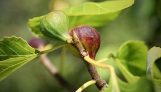 Feigenbaum jetzt im Herbst schneiden? Warum Sie damit lieber noch warten sollten