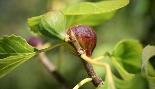 Feigenbaum jetzt im Herbst schneiden? Warum Sie damit lieber noch warten sollten