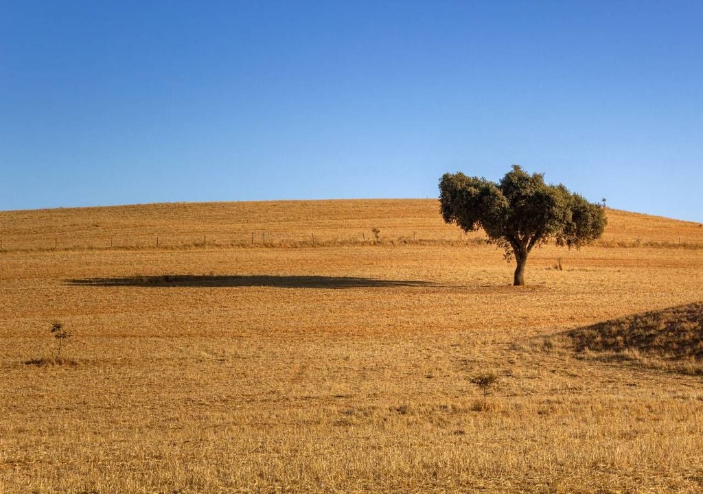 Agricultura de sequeiro Agricultura de sequeiro