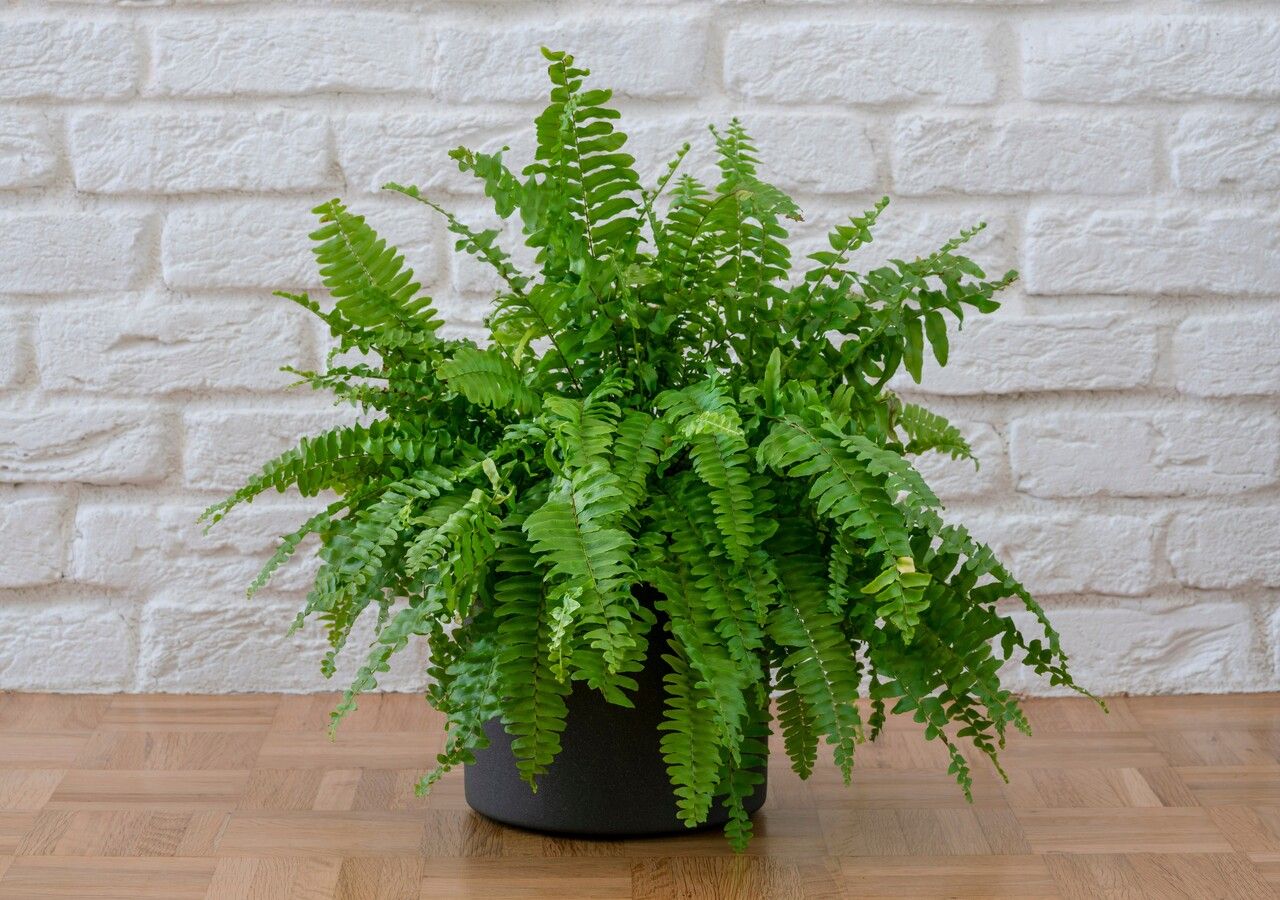 Felce di Boston (Nephrolepis exaltata ‘Bostoniensis’)