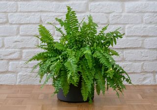 Felce di Boston: il fascino esotico di una pianta sempreverde e antichissima