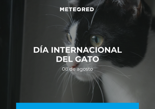 ¡Feliz Día Internacional del Gato 2025! El 8 de agosto celebramos a nuestros felinos con su legado de amor y misterio