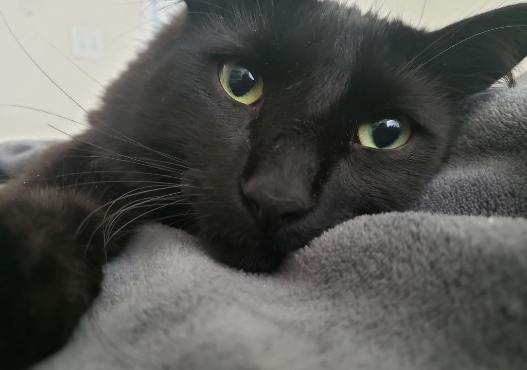 La llegada de un gato negro a la puerta de una casa se considera un presagio de riqueza y prosperidad.