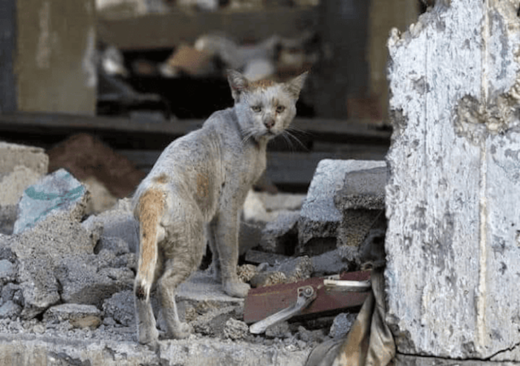 Gato tras bombardeo en Gaza
