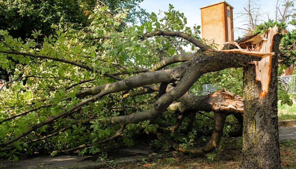 Fenomeni estremi e caduta degli alberi: 10 strategie per città più resilienti
