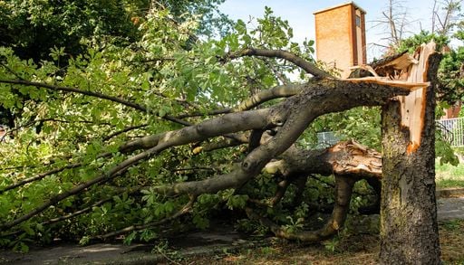 Fenomeni estremi e caduta degli alberi: 10 strategie per citt&agrave; pi&ugrave; resilienti