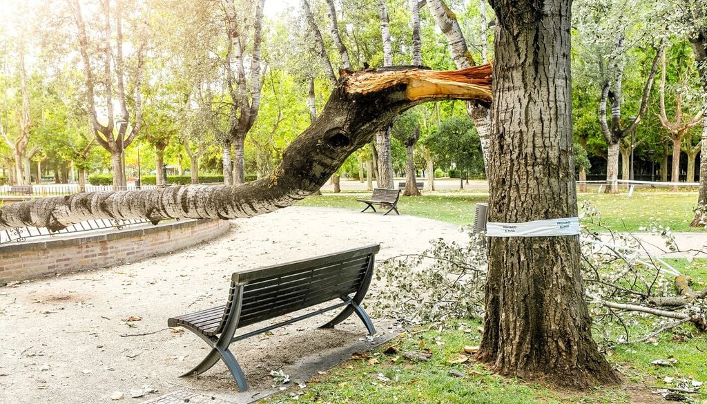 Caduta di alberi nelle città: un problema sempre più urgente