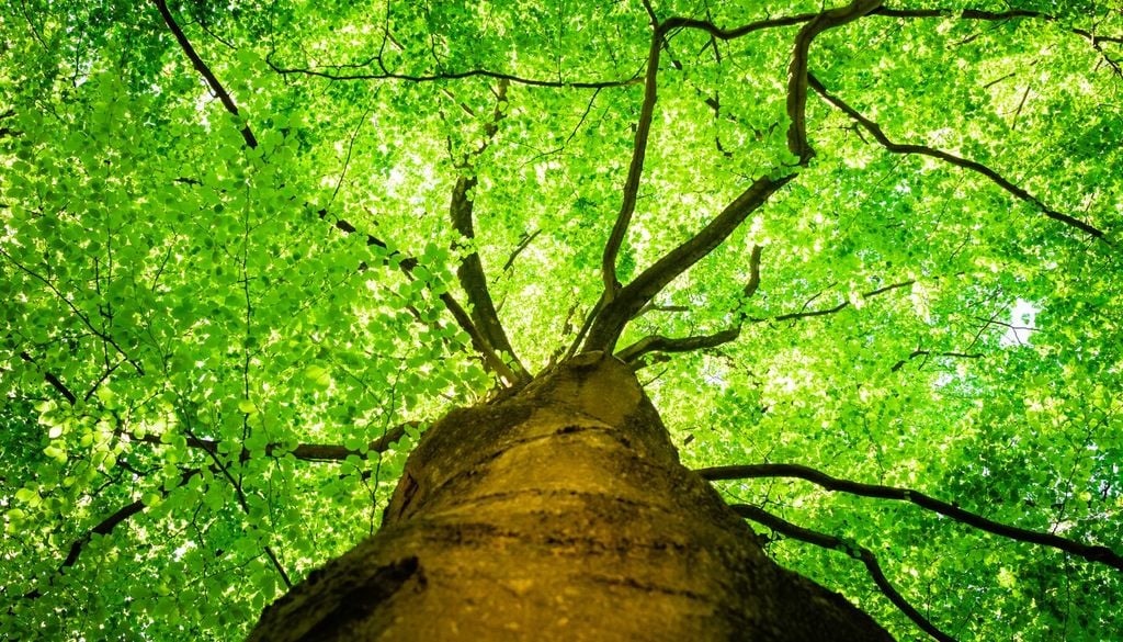 Controllare periodicamente gli alberi