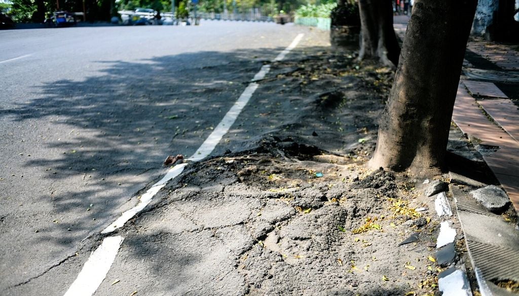 Depavimentare e migliorare le condizioni di vita degli alberi