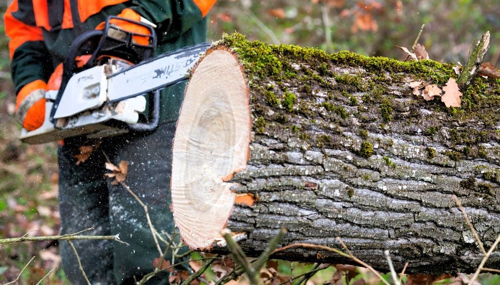Abbattere l'albero non è la soluzione