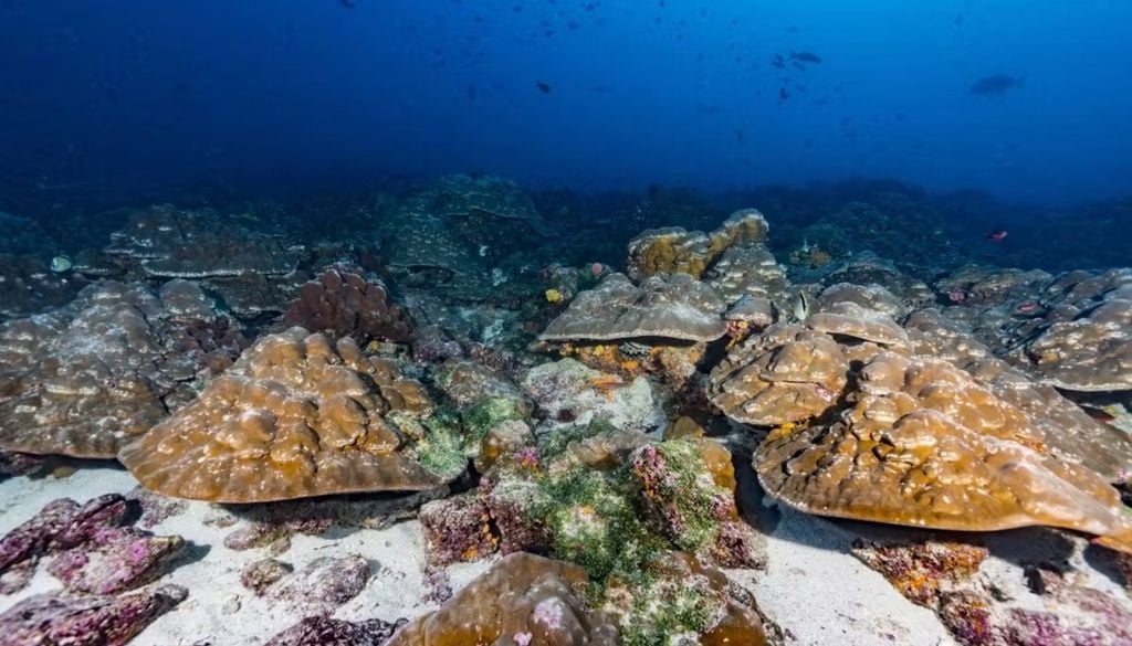 El estudio examinó las capas de carbonato de calcio de los corales de las islas Galápagos para obtener un historial de la temperatura del mar. Crédito: Greg Asner