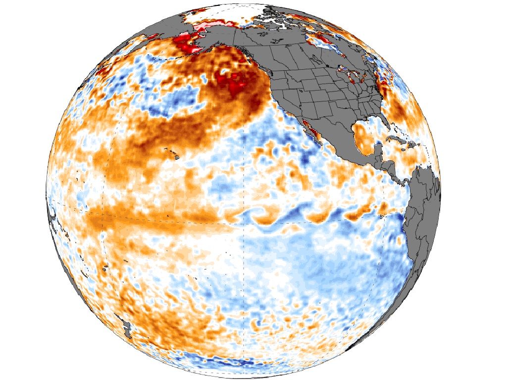 Anomalía de la temperatura superficial del mar. Créditos Climate Reanalyzer