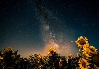 El fenómeno de El Niño no le sienta bien al girasol: la extraña causa por la que le fue mejor el año pasado con La Niña