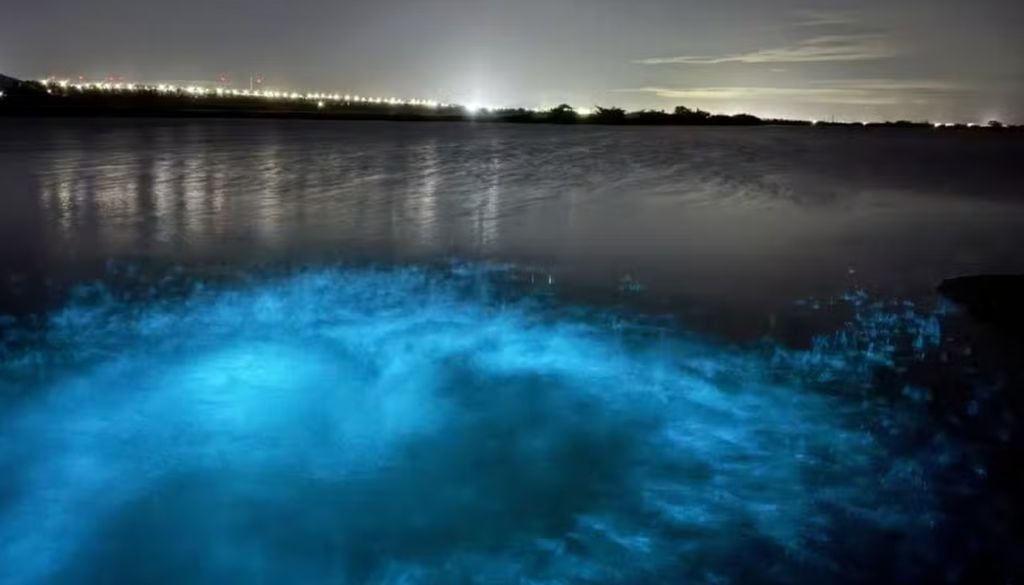 A espécie Noctiluca scintillans e outras microalgas são responsáveis por colorir o oceano de azul fluorescente. Foto: Thiago Tavares (@thiagoicapui) A espécie Noctiluca scintillans e outras microalgas são responsáveis por colorir o oceano de azul fluorescente. Foto: Thiago Tavares (@thiagoicapui)