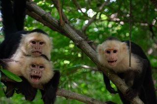 ¿Cómo alteran los fenómenos climáticos extremos el comportamiento de las sociedades animales?