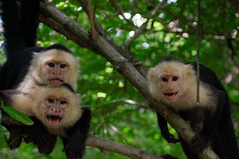 &iquest;C&oacute;mo alteran los fen&oacute;menos clim&aacute;ticos extremos el comportamiento de las sociedades animales?