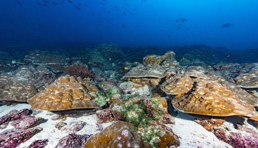 Los fen&oacute;menos de El Ni&ntilde;o han sido m&aacute;s intensos en los &uacute;ltimos 40 a&ntilde;os que en los 1000 a&ntilde;os anteriores, seg&uacute;n Science