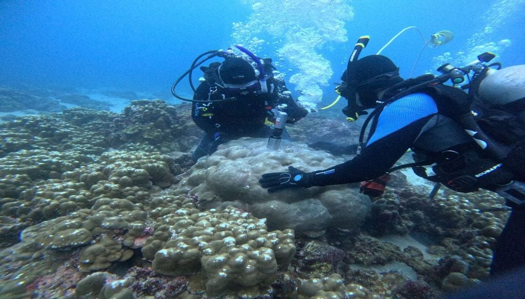 Julia Cole, directora del Departamento de Ciencias de la Tierra y del Medio Ambiente de la Universidad de Michigan, toma una muestra de un arrecife de coral junto al investigador de la UM, Cameron Tripp. Cole utiliza el coral para estudiar las tendencias climáticas. Imagen cortesía de: Julia Cole, Universidad de Michigan.