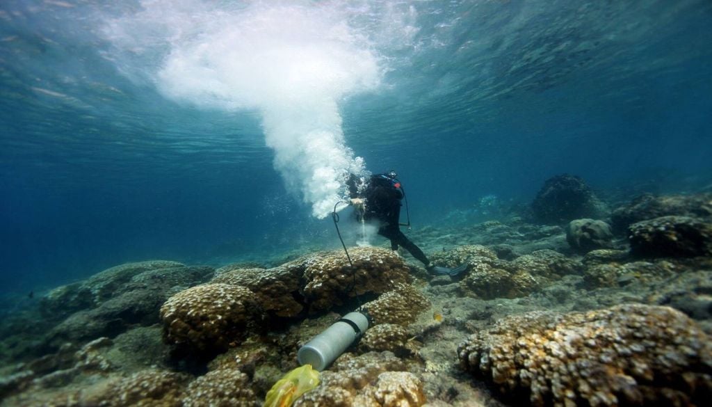 Un científico de la NOAA utiliza un taladro neumático para extraer una muestra de coral. Este proceso no daña la colonia, que volverá a crecer cubriendo el orificio en unos años. Crédito de la imagen: NOAA