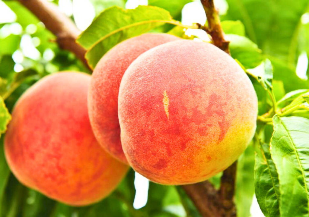 Duraznos de Chile. Marzo aún es un buen mes para disfrutar de frutas típicas del verano. Crédito: Prochile.