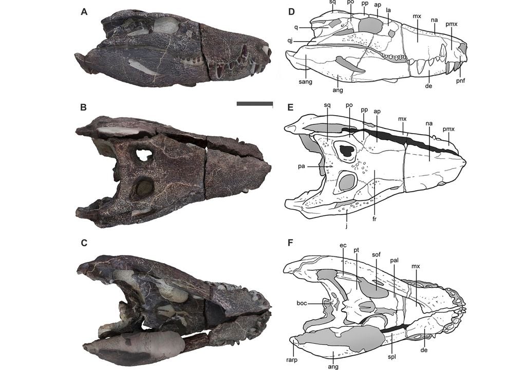 cocodrilo depredador carnívoro cretácico dinosaurios cocodrilo depredador carnívoro cretácico dinosaurios