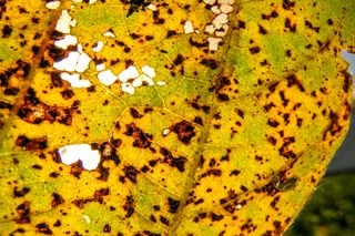 Ferrugem asi&aacute;tica avan&ccedil;a com o clima &uacute;mido; manejo correto reduz perdas no campo