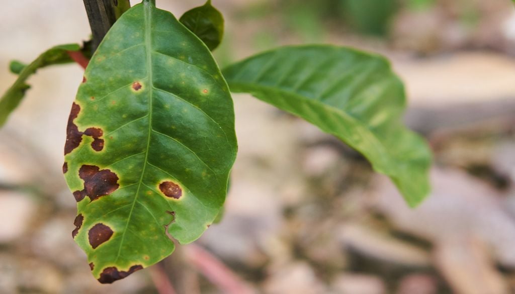 O acompanhamento das folhas ajuda a identificar o avanço de doenças e orientar o manejo do cafeeiro conforme as condições climáticas locais.