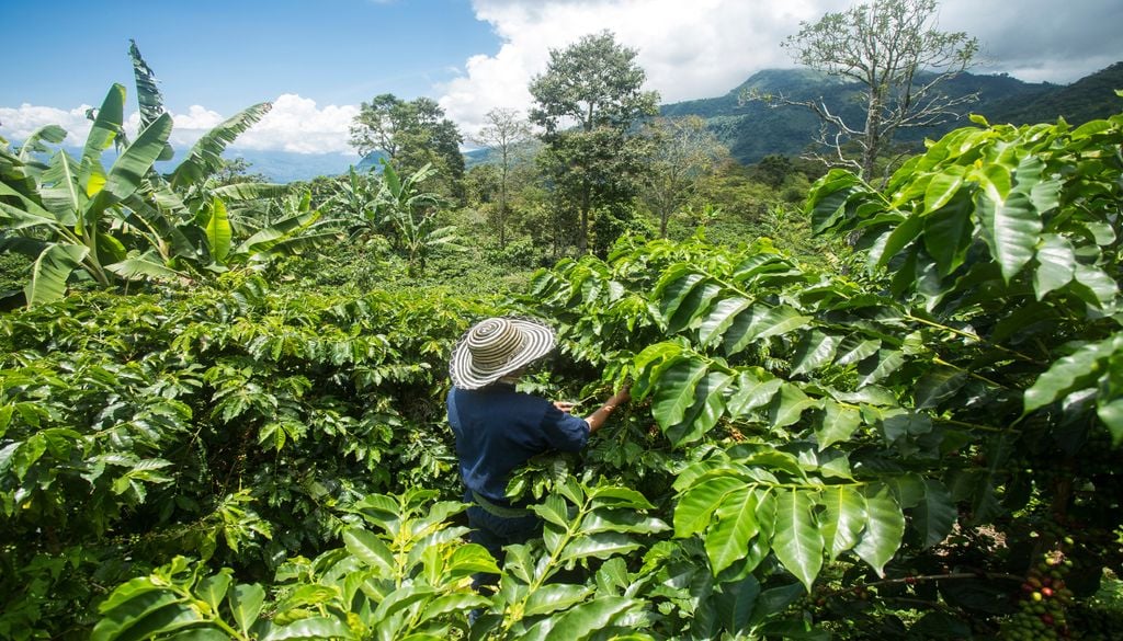A coleta de folhas permite acompanhar a ocorrência de doenças e sua relação com as condições climáticas.