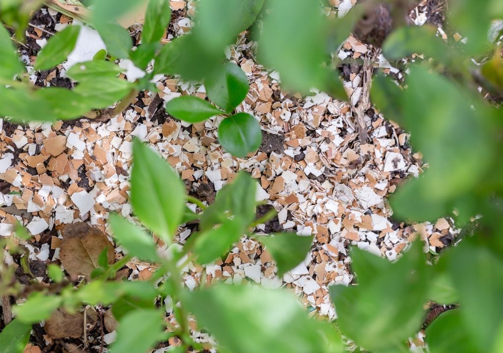 Calcium eggshells, natural fertiliser.