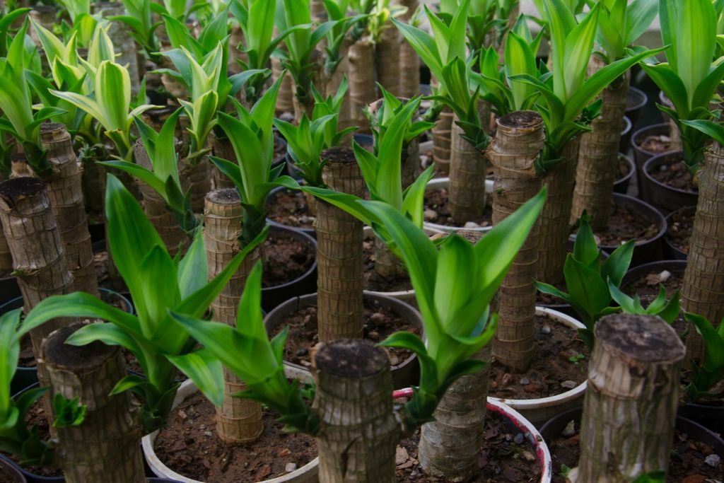 Plantas, casa, fertilizante