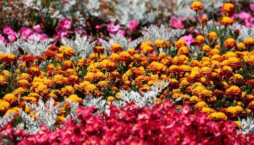 Festa della Mamma: fiori e piante di stagione per scegliere il regalo perfetto