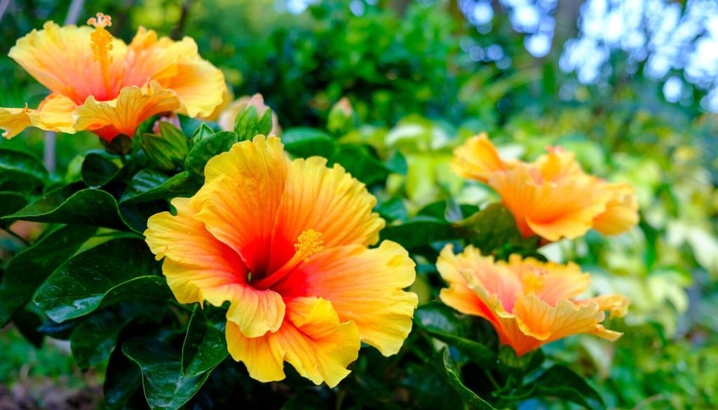 Ibisco: fiori grandi e decorativi dal carattere esotico