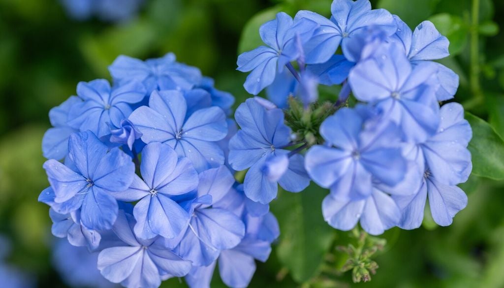 Il plumbago è noto per la sua lunga fioritura azzurra nel periodo estivo