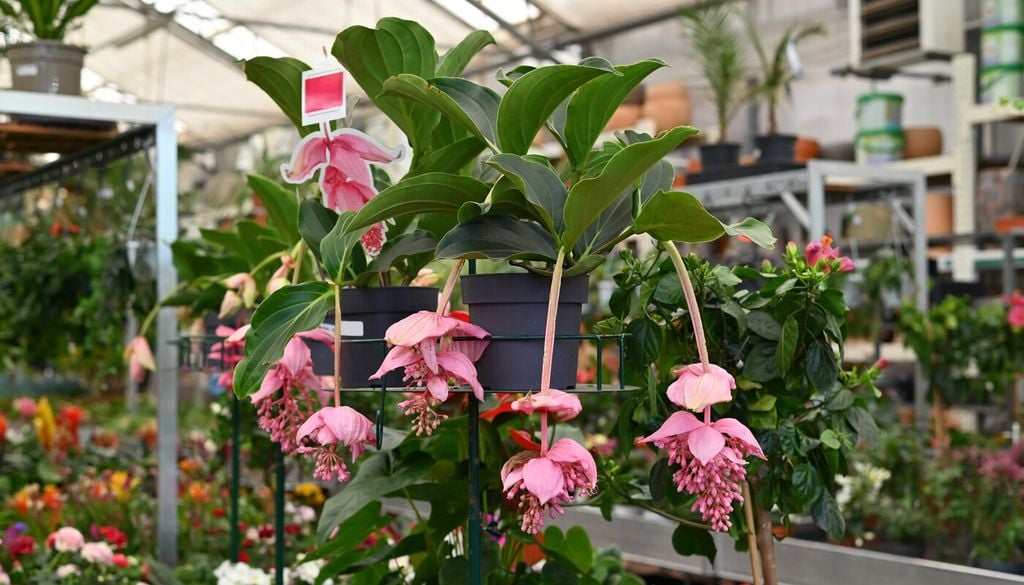 Medinilla: una pianta da appartamento perfetta come regalo