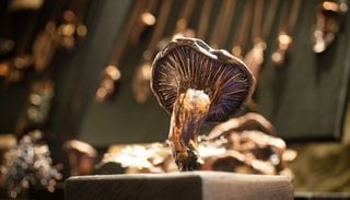 Festival Reino Fungi 2026 en Puc&oacute;n: ciencia y arte exploran la descomposici&oacute;n como motor de vida