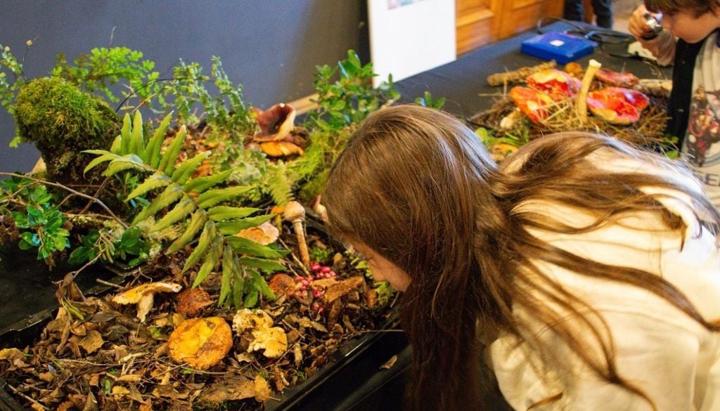 Las actividades comenzarán en la sede de UFRO Pucón con una jornada enfocada en redes y colaboración. Luego, entre el 1 y el 3 de mayo, el evento se abrirá al público en el Hotel Enjoy Pucón con una nutrida programación gratuita. Crédito de la imagen: Festival Reino Fungi.