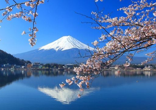 Festival Shibazakura: onde a beleza floral da primavera japonesa