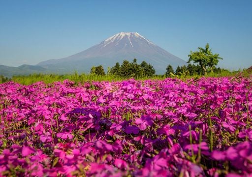 Festival Shibazakura: onde a beleza floral da primavera japonesa