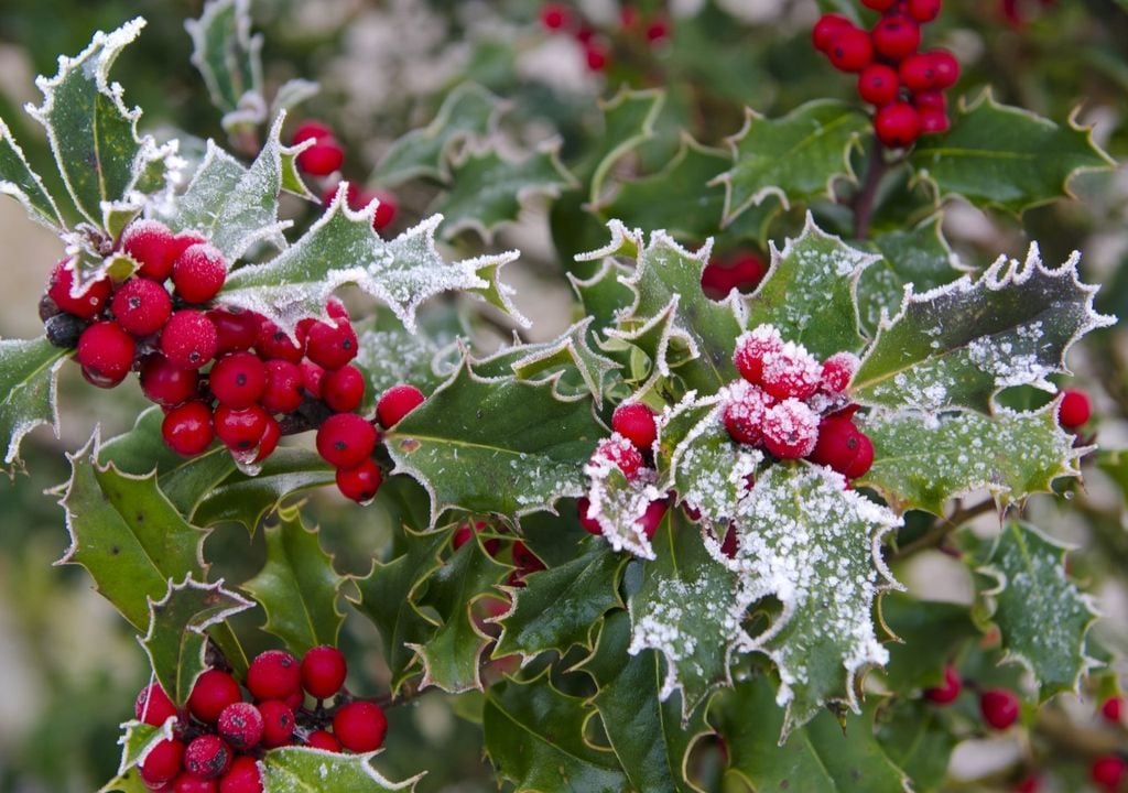 Festive flora: how plants became the symbols of Christmas