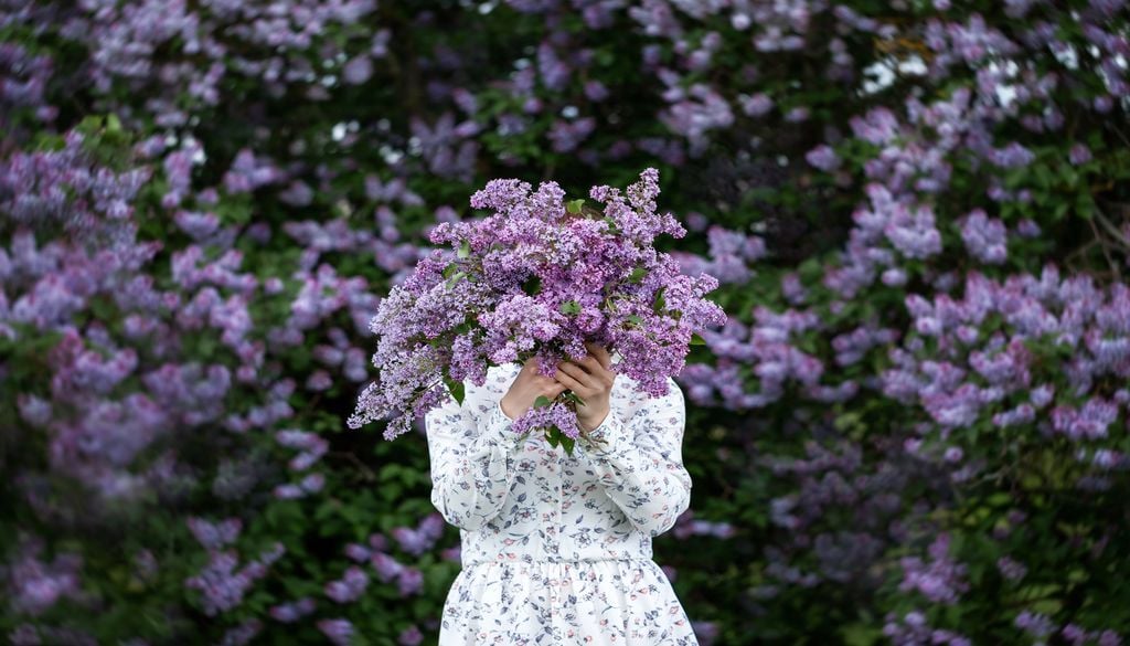 Un bouquet de lilas fraîchement cueilli, magnifique cadeau pour le fête des mères. Un bouquet de lilas fraîchement cueilli, magnifique cadeau pour le fête des mères.