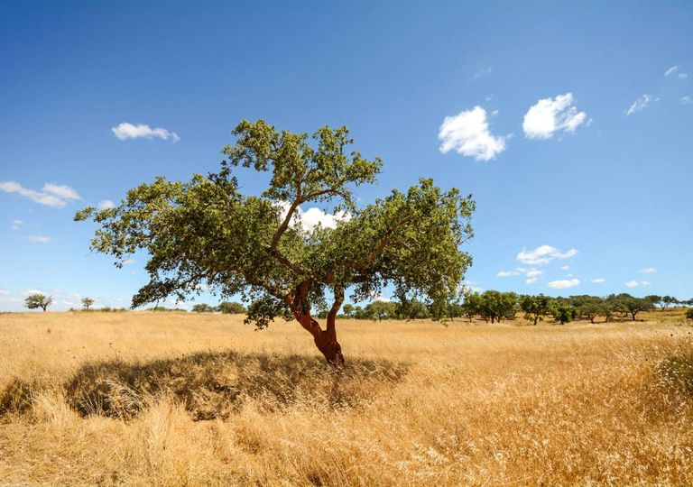 Sobreiro em Portugal Sobreiro em Portugal
