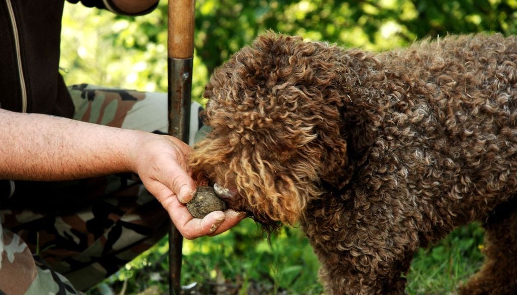 I cani sono i più preziosi alleati dei cercatori di tartufi