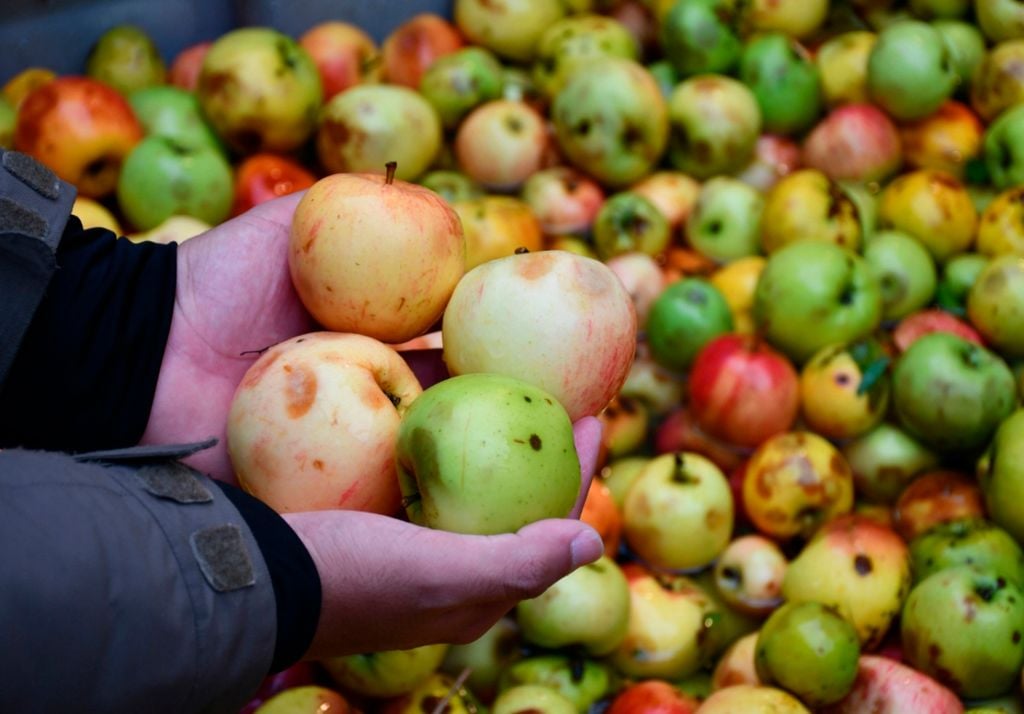 La sidra, bebida fermentada de manzana, rica en antioxidantes, a veces se le denomina chicha de manzana.