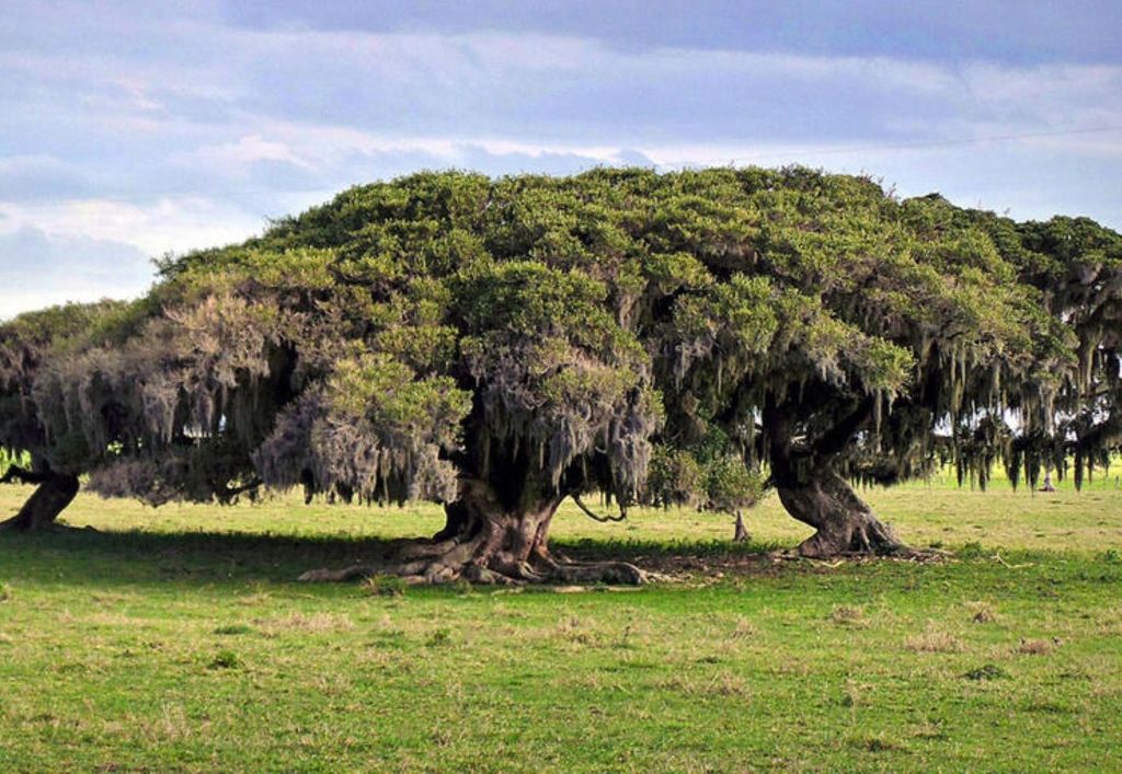 Muito além dos frutos: figueiras cristalizam carbono e ajudam a combater as mudanças climáticas ao transformar CO₂ em pedra.